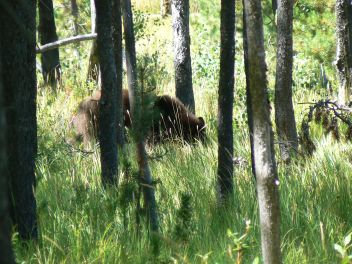 Large bear grazing a couple of miles outside of camp. I got within 25 feet but no shot.